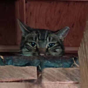 andrewtolbert avatar