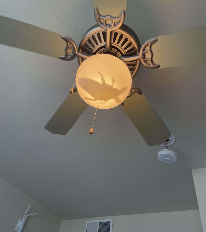 Shadow of a large insect cast on a ceiling fan light, representing nightmare fuel animals feared by non-Australians.