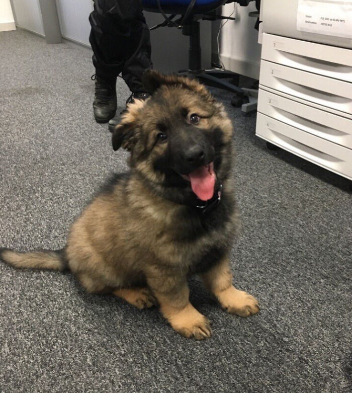 Widnes Police's Newest Recruit, Axel