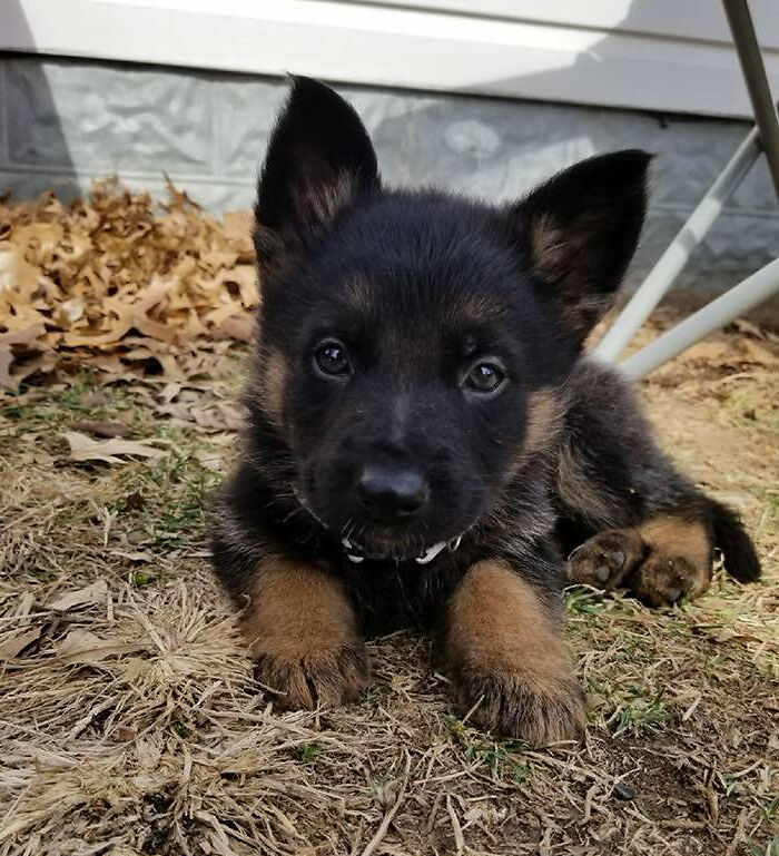 Meet Murphy. He's The Newest Member Of The Troy, Missouri Police Department