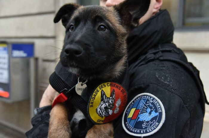 The Newest Police Recruit In Town