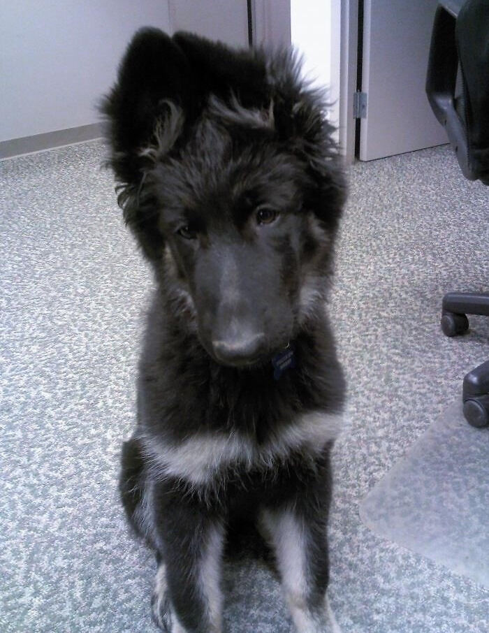 Local Police Department Just Shared This Photo Of One Of Their Newest Recruits