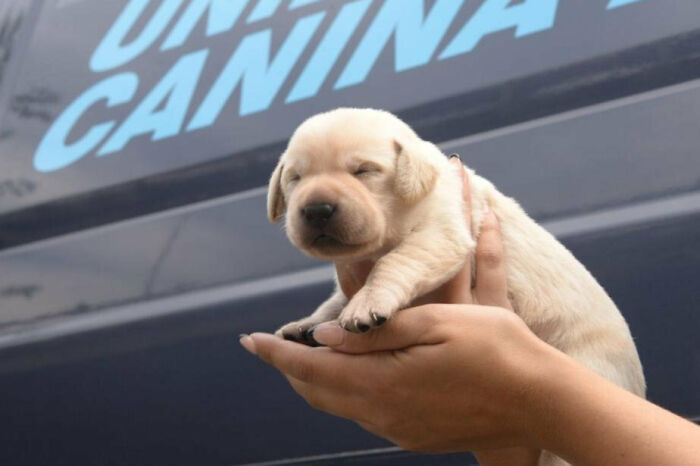 The Argentinian Federal Police Got A New Puppy