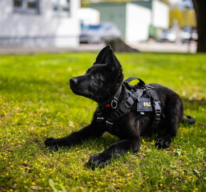 The Youngest Police Dog Of The Northern Prefecture. Ärtu Has Settled In Well In His New Home And Is Getting Used To Police Work