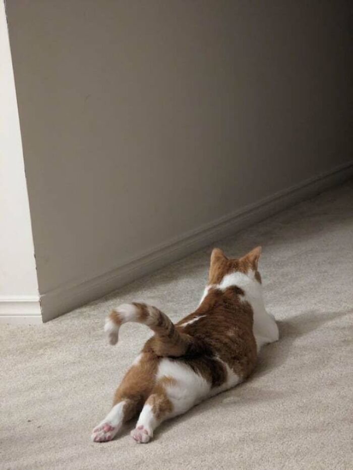 This Lil Baby Loves To Sploot!