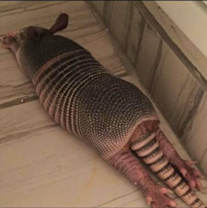 The Rare Armadillo Sploot!!