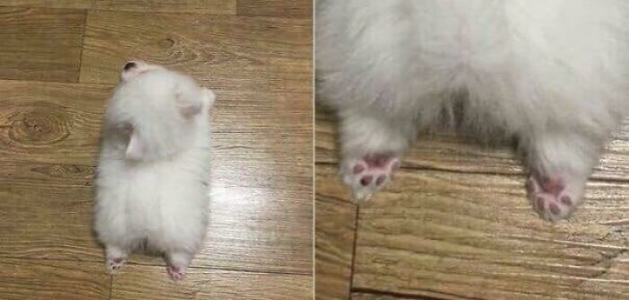 The Tinniest Of Paw Bean Sploots