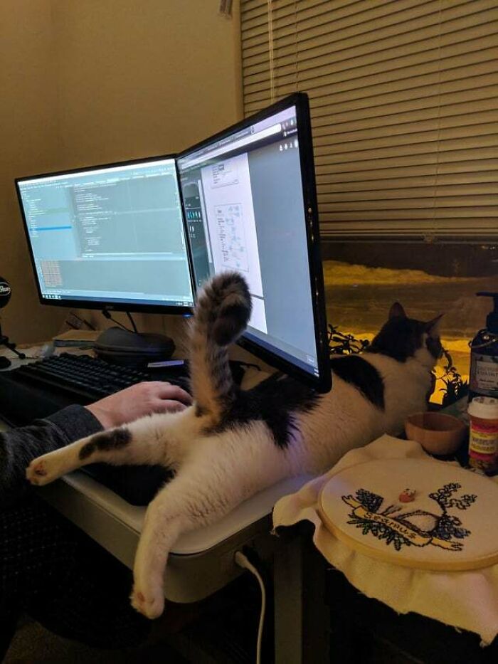 Just Found A Pic Of Our Anywhere/Everywhere Splooter, Seamus, From This Winter!