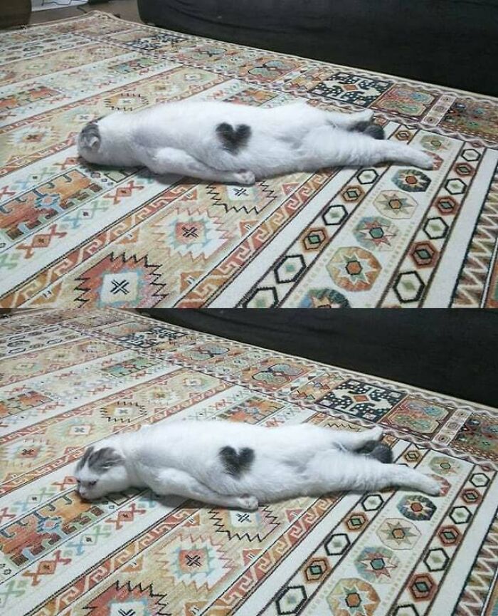 Hes Throwing A Fake Fit!