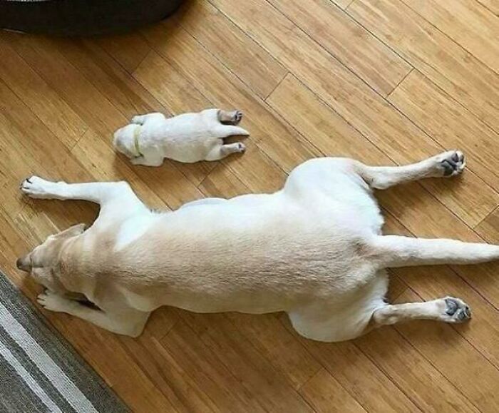 Like Father Like Son