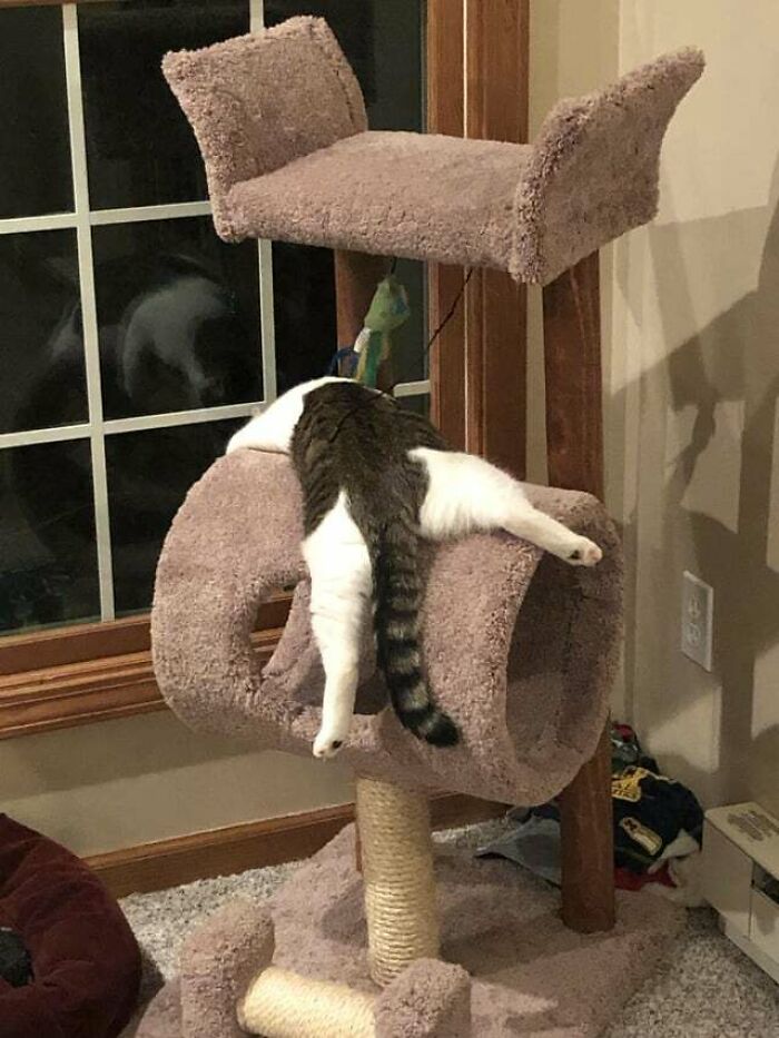 He Fell Asleep Like This. I Posted It Elsewhere Before Learning About Sploot