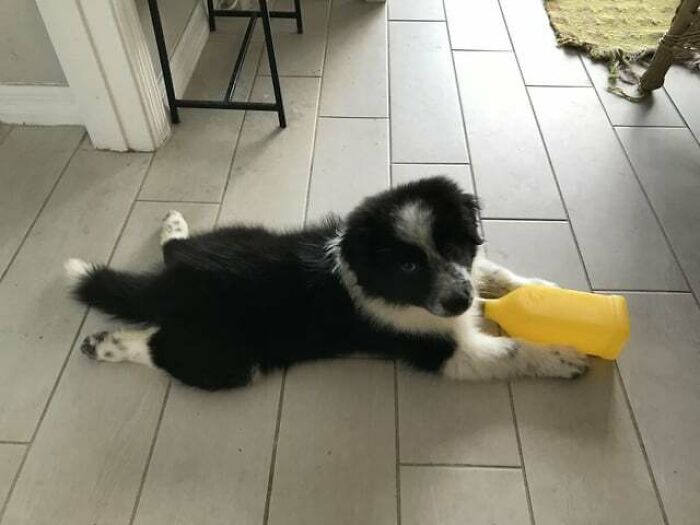 Got Him Yesterday And He Won’t Stop Splooting