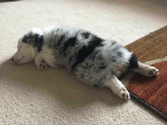 Kailo Only Sleeps In Sploot Formation