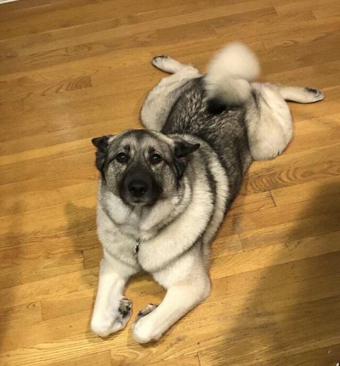 Norwegian Elkhound Splootin’