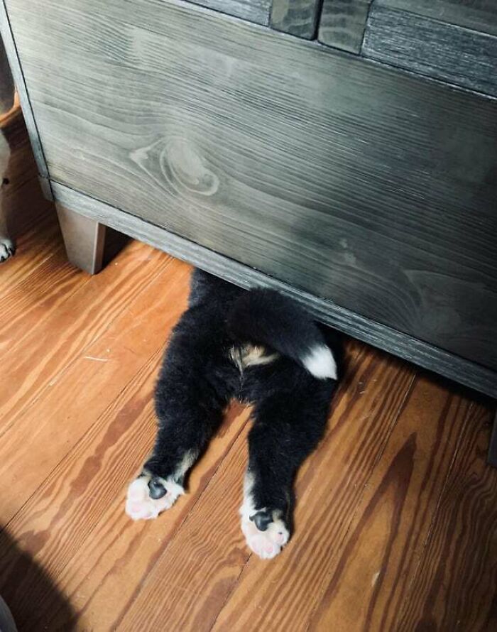 Baby Berner Sploot Under The Coffee Table