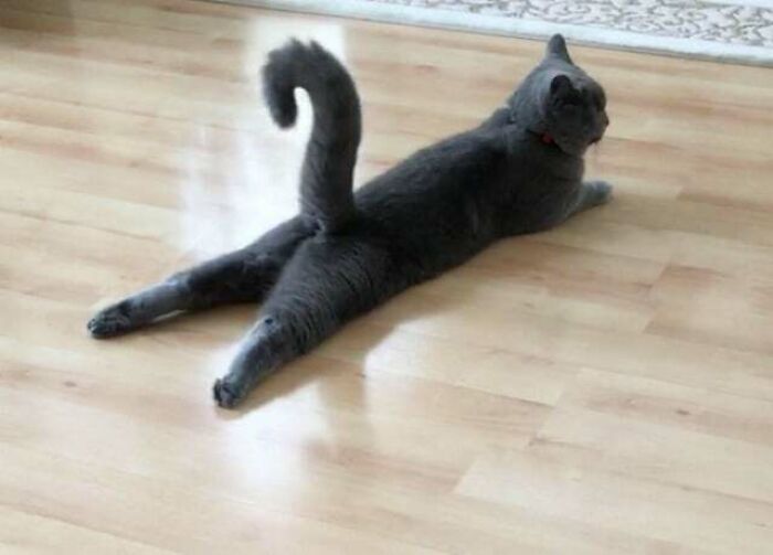 So A Few Days Ago I Caught My Cat Cooling Down His Balls Against The Laminate Floor