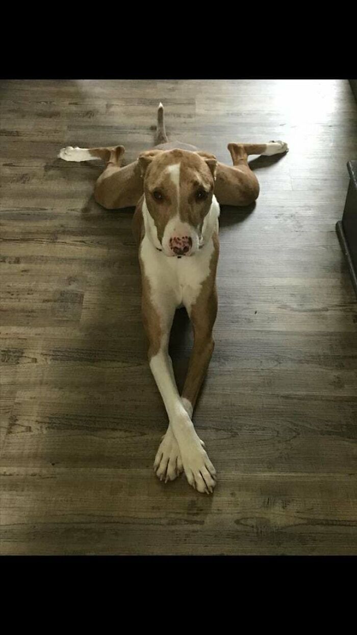 Can Dogs Model For Vogue?