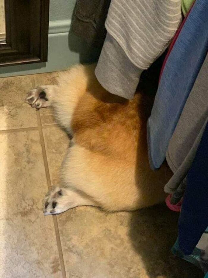 I Really Love Corgos