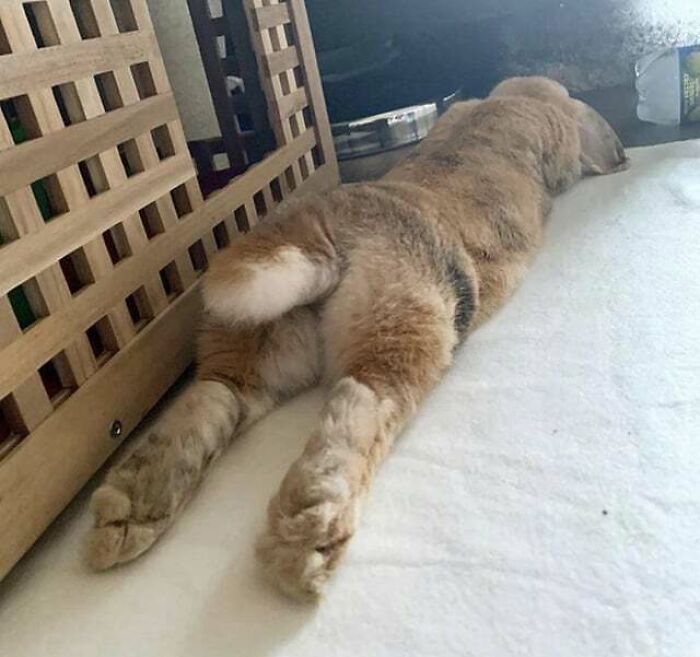 Do Bun Sploots Count?
