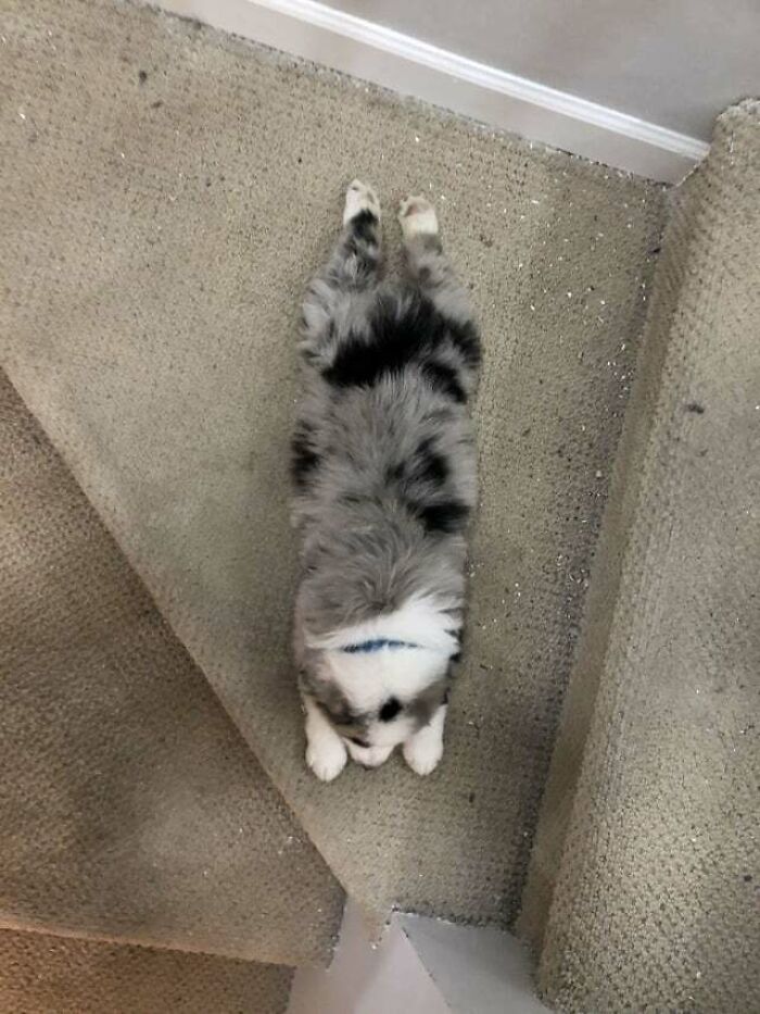 He Sploots When He Sleep, Sploots When He Rest, Sploot Boi