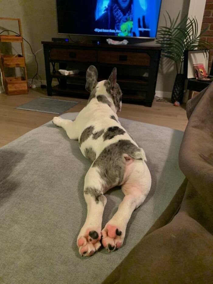 No One Sploots Like Gaston