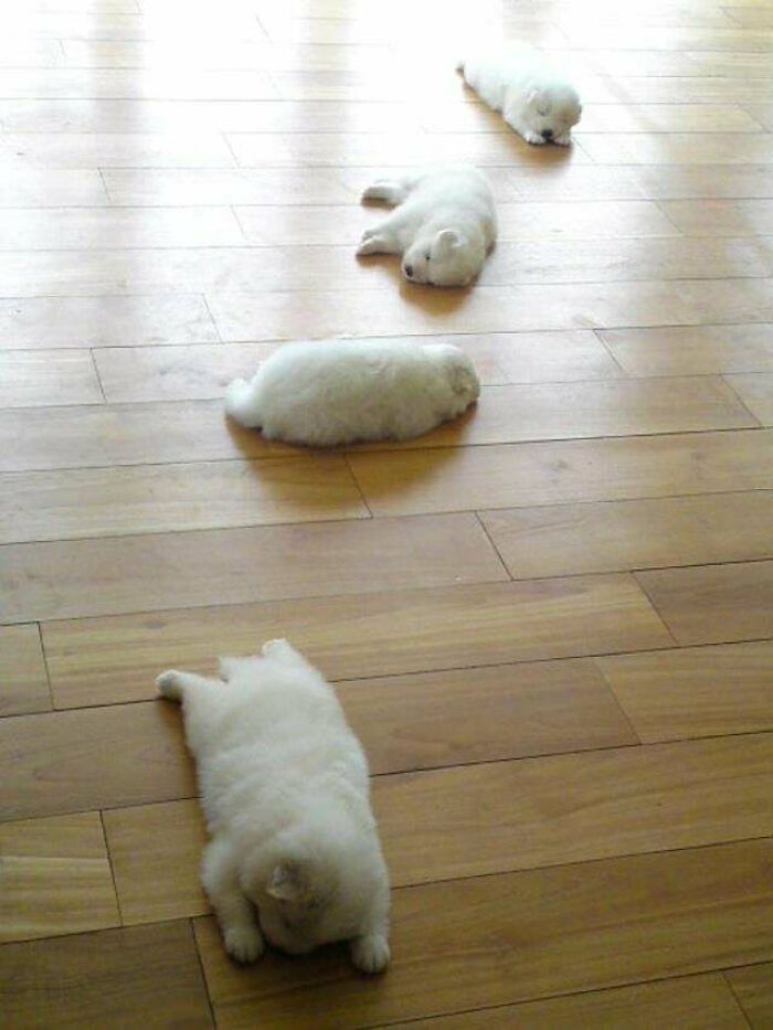 Smol Splooters