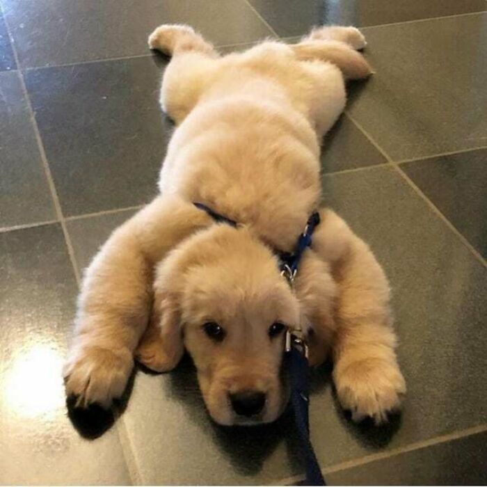 Sploot