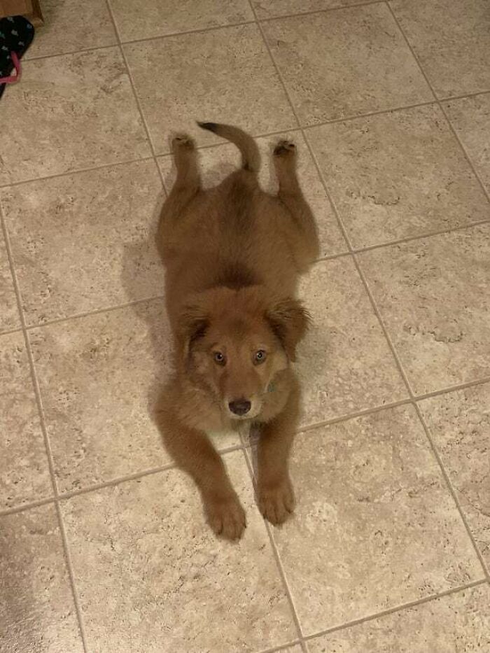 My New Puppy Has Already Mastered The Sploot!