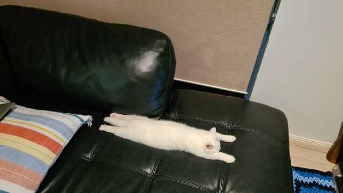 I Was Told I Should Post This Here. Enjoy The Sploot!