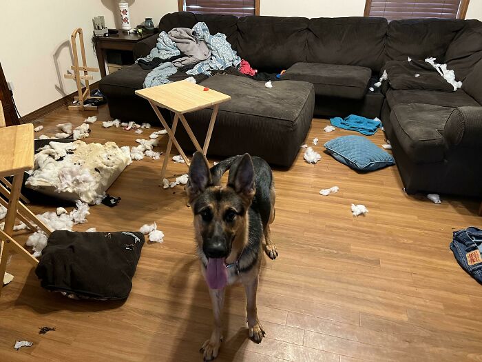 My Supervisor Is Out On Vacation And I'm Walking Their Dog While They're Gone. Walked In To Find This. She Looks So Proud Of Her Work