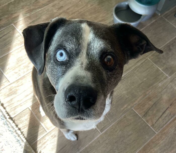 My Dog Has Heterochromia
