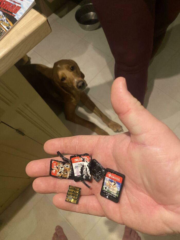 Bittering Agent In Switch Games Proves Ineffective Against My Dog