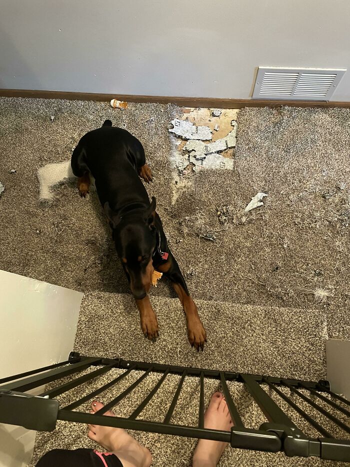 I Wanted To Share My Puppy Experience. Carpet Was Only A Year Old