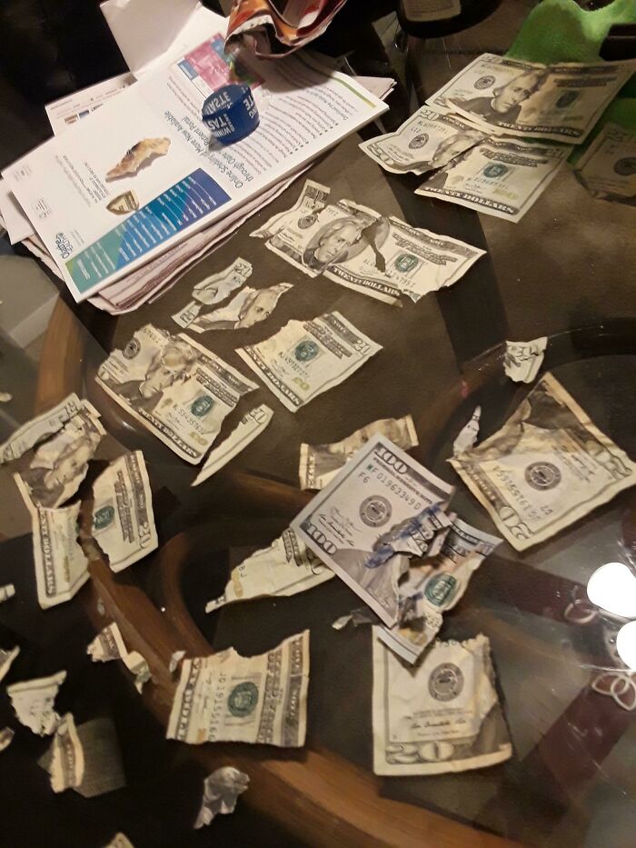 A Weeks-Worth Of Tips Gone. Got Home After The Last Shift To Find My Puppy Shredded All Of It. Over $750