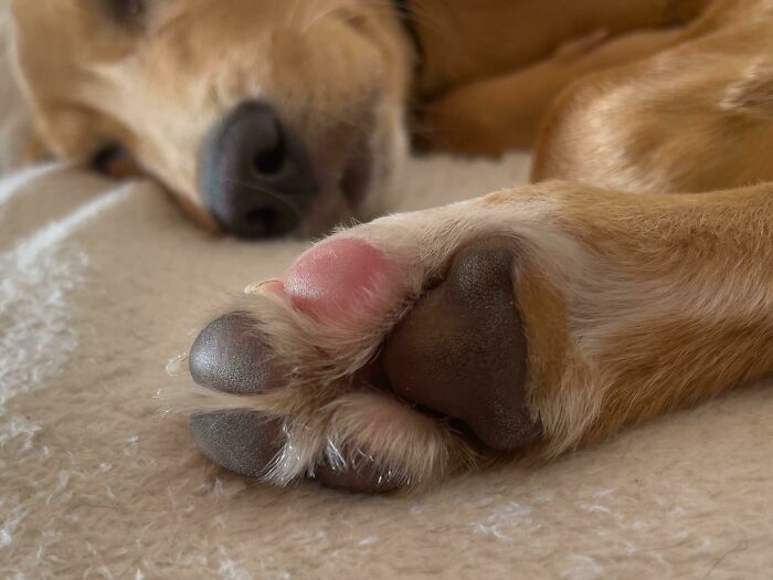 Bentley’s Lucky Paw