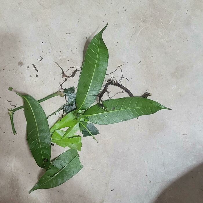 My Boss's Dog Tore Up My Mango Plant. Boss Wasn't Present For This, So I Texted Him Letting Him Know, And All He Had To Say Was "How Much Do I Owe You?"