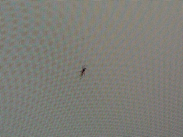 Ant Got Behind My Monitor, Thought It Was In Front. Lets Hope Msi Will Warranty It