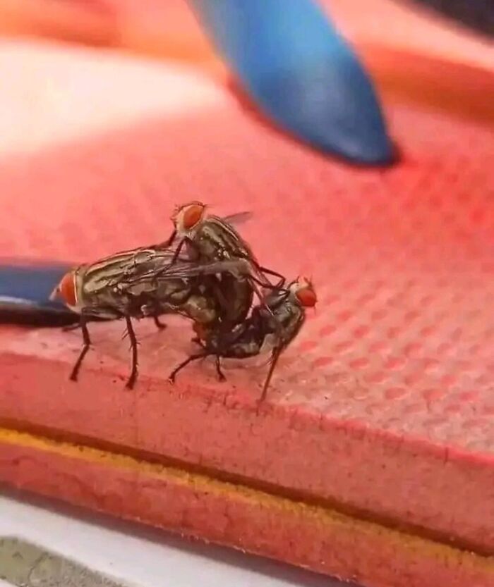 Confusing-Weird-Pics