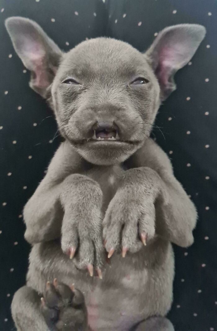 Bean Does The Best Baby Bat Impression