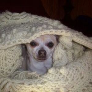 arlittlekitten avatar