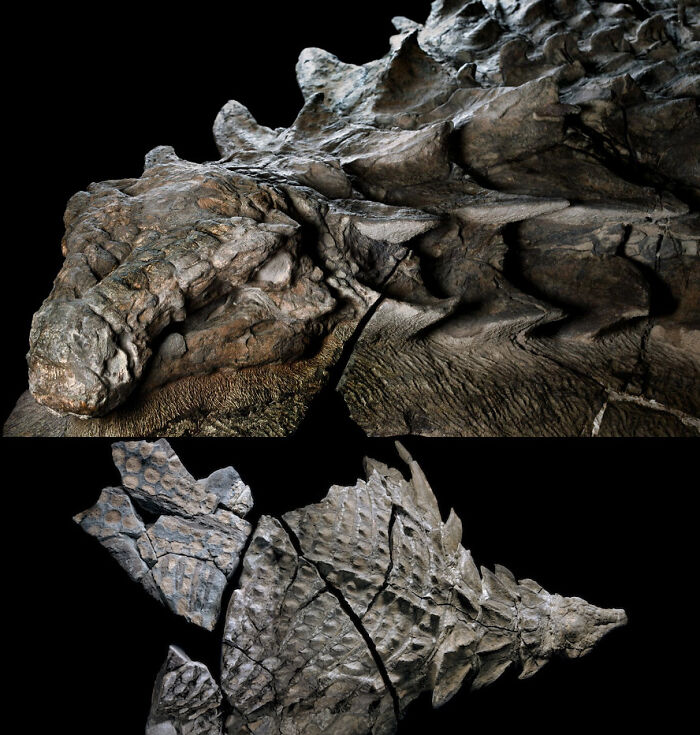 The Best Preserved Dinosaur Fossil Ever Discovered- A 110 Million Year Old Nodosaur