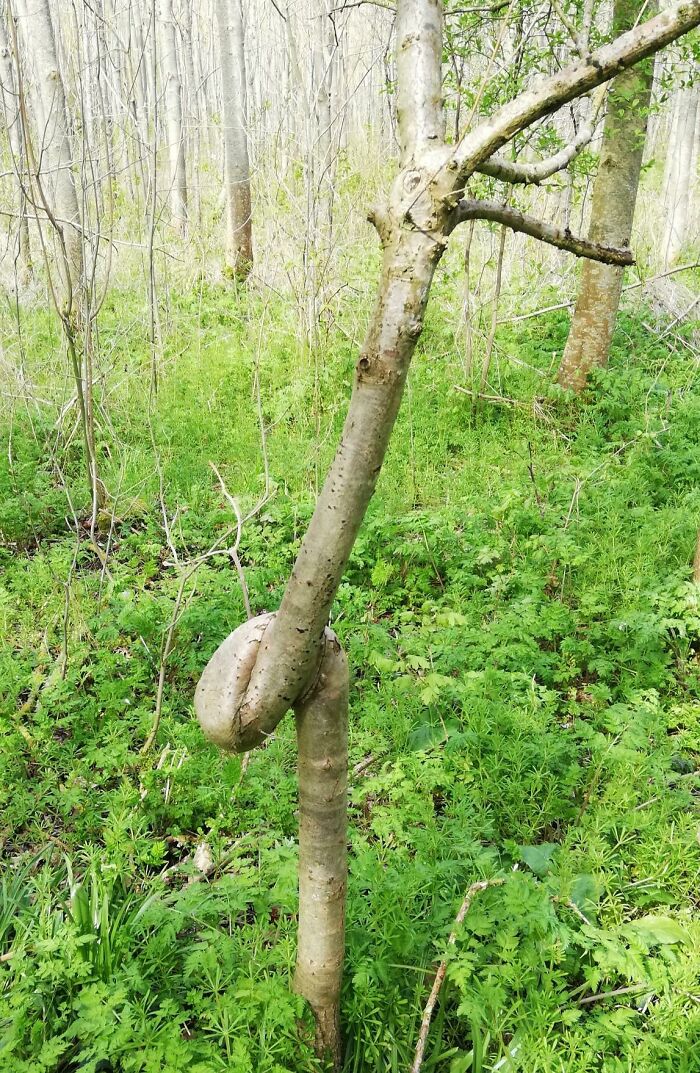 Tree Bent As A Sapling Has Grown With A Twist