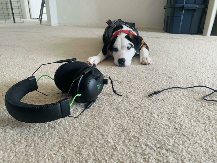 My Puppy Ate My BlackShark V2 Headphones, Not Covered By Warranty, But At Least She Has Great Taste In Accessories