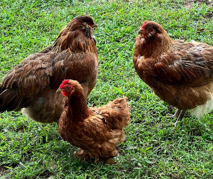 Dwarfism In Chickens