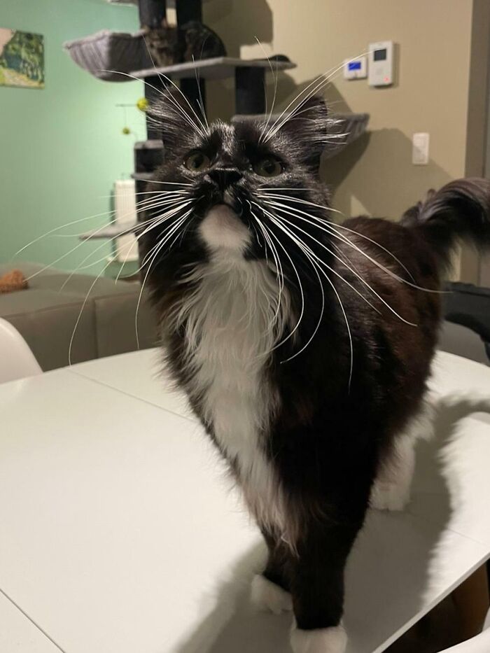 I Heard You All Like Whiskers, So Here You Go