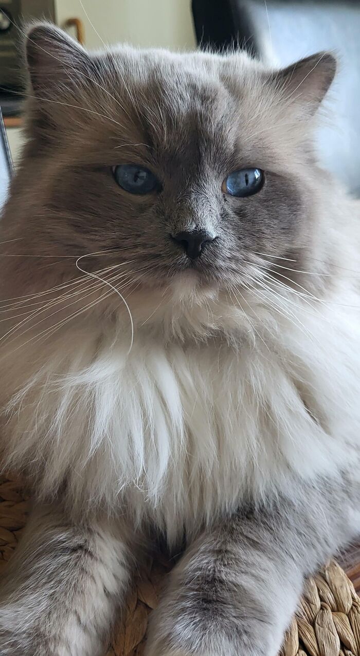 Gizmo And His One Curly Whisker