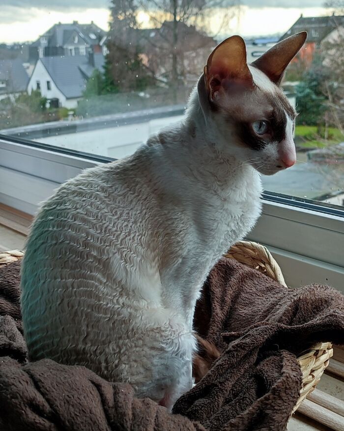 Gioia y su pelaje ondulado