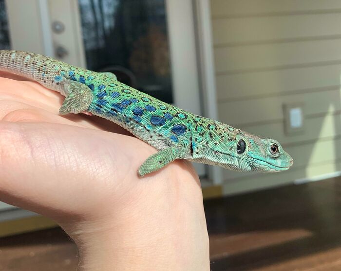 My Polka-Dotted Lizard, Metric. Born Footless