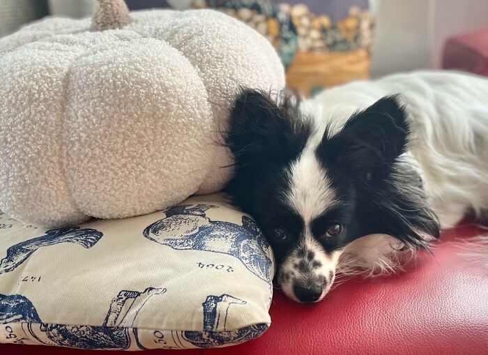 Pumpkin Spice, Paw-Print Nose, Papillon Season Has Officially Started