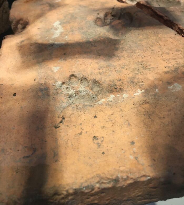 This Is A 2000-Year-Old Dog Paw Print